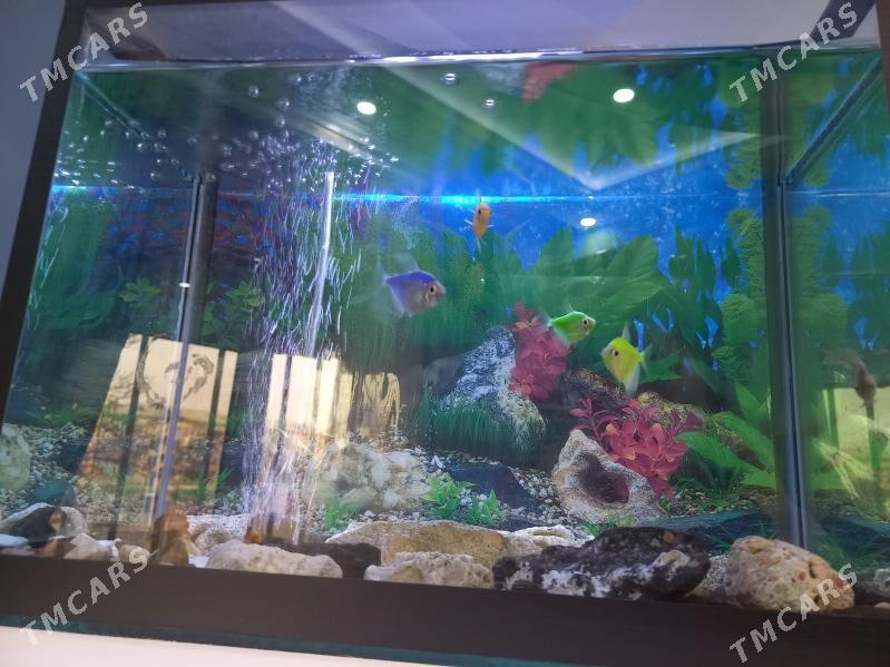 АКВАРЮМ С РЫБКОМИ - Mary - img 2