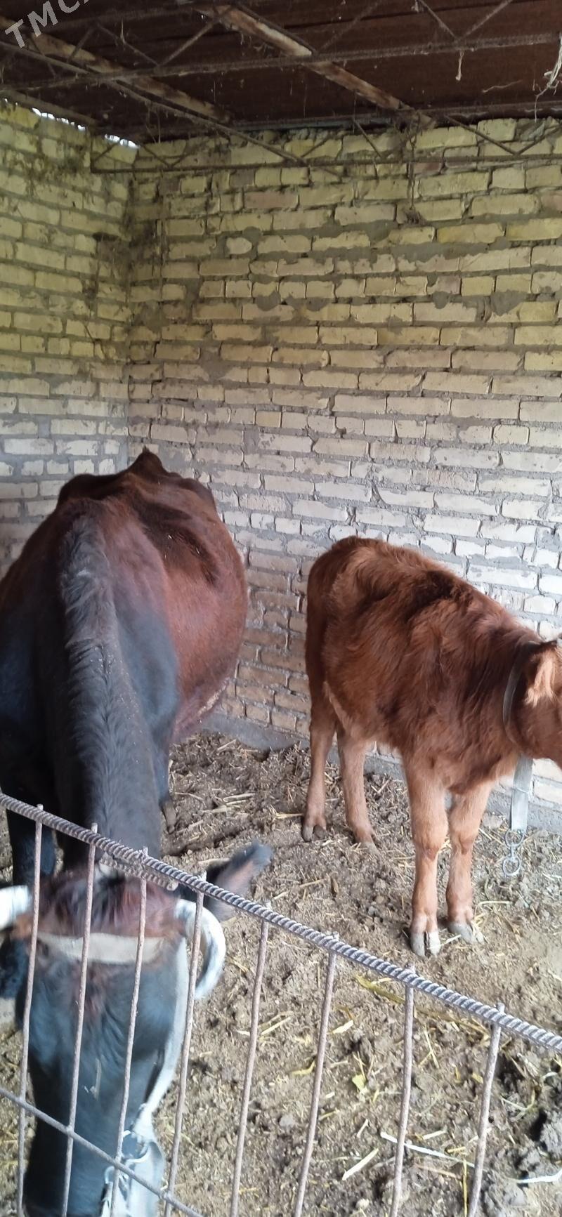 ojekli inak - Çärjew - img 1