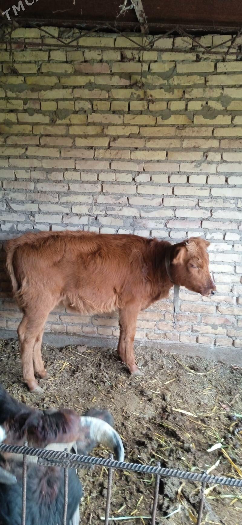 ojekli inak - Çärjew - img 2