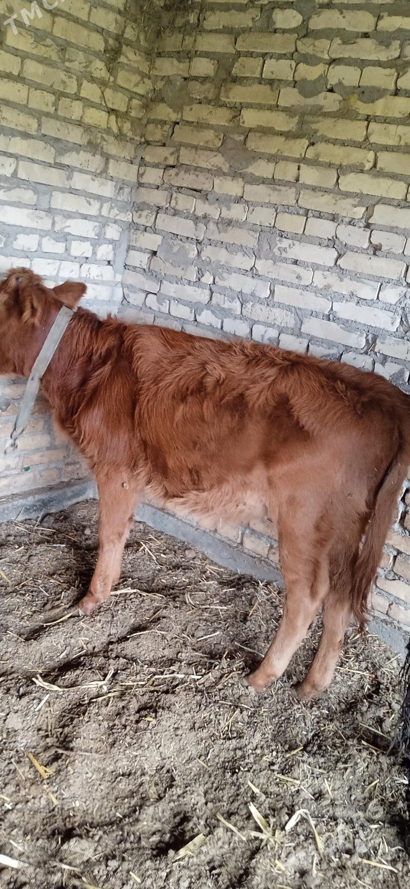 ojekli inak - Çärjew - img 5