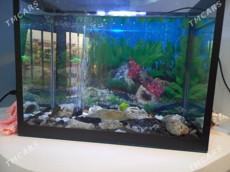 АКВАРЮМ С РЫБКОМИ - Mary - img 4