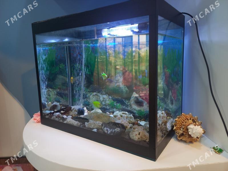 АКВАРЮМ С РЫБКОМИ - Mary - img 3