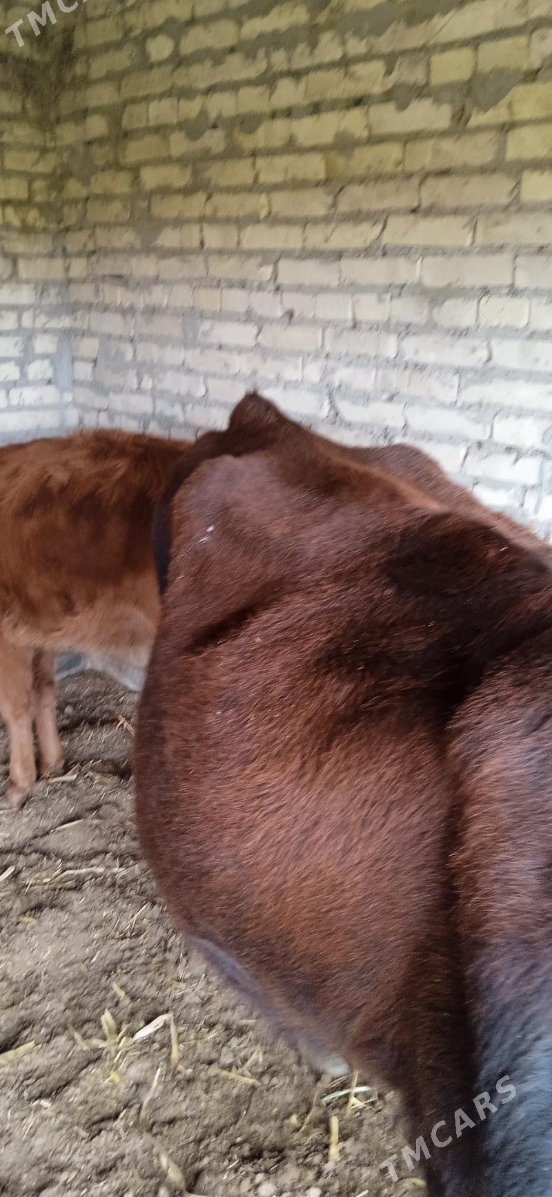 ojekli inak - Çärjew - img 9