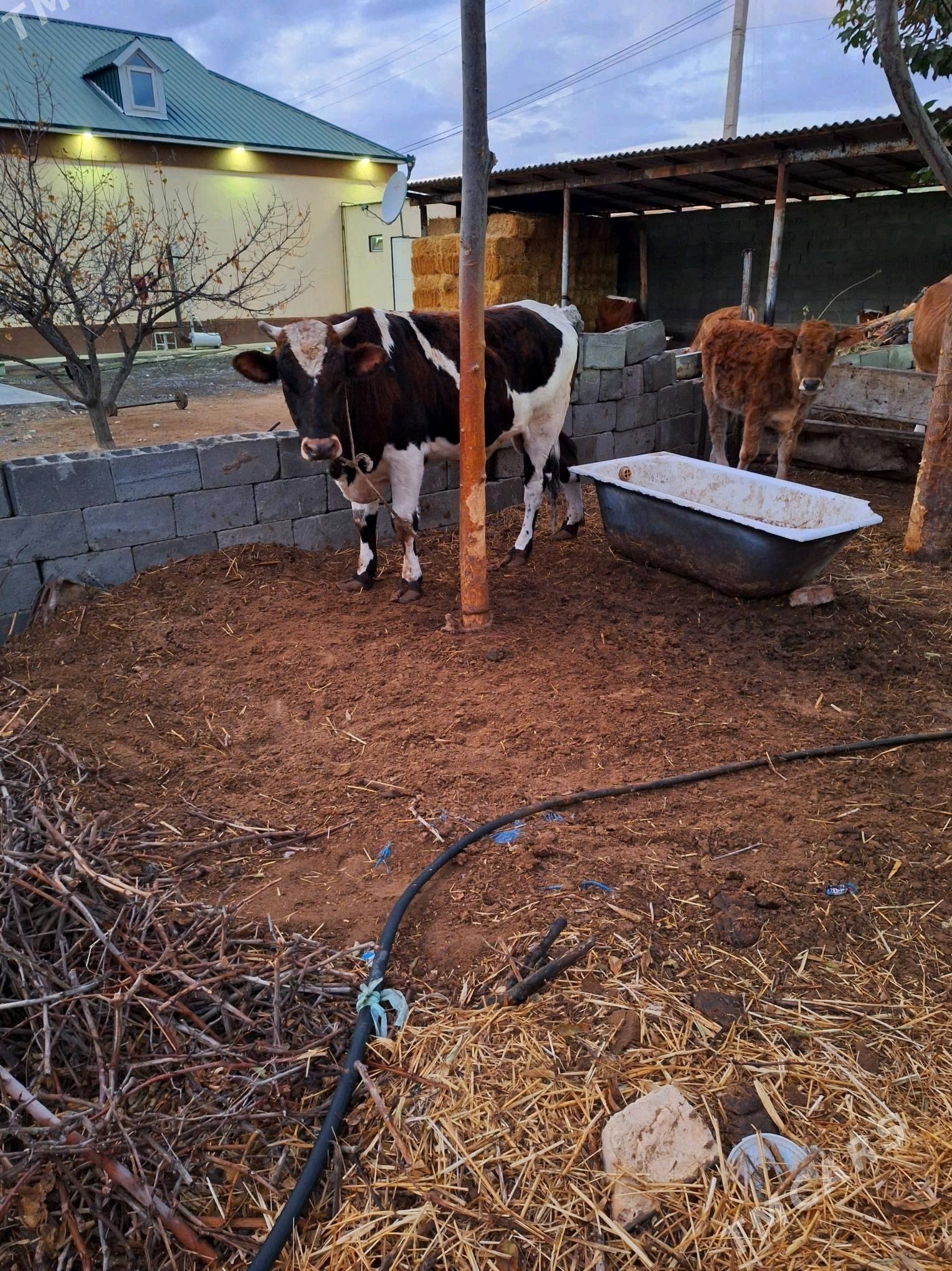 Bakylgy Okuz - Çoganly - img 2