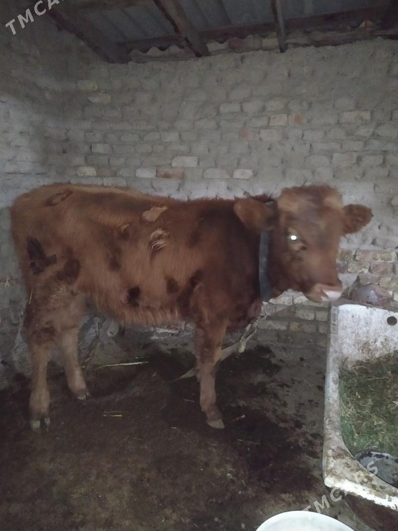 okuzce - Mary - img 2