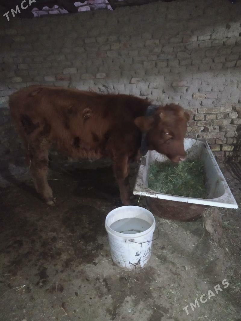 okuzce - Mary - img 4