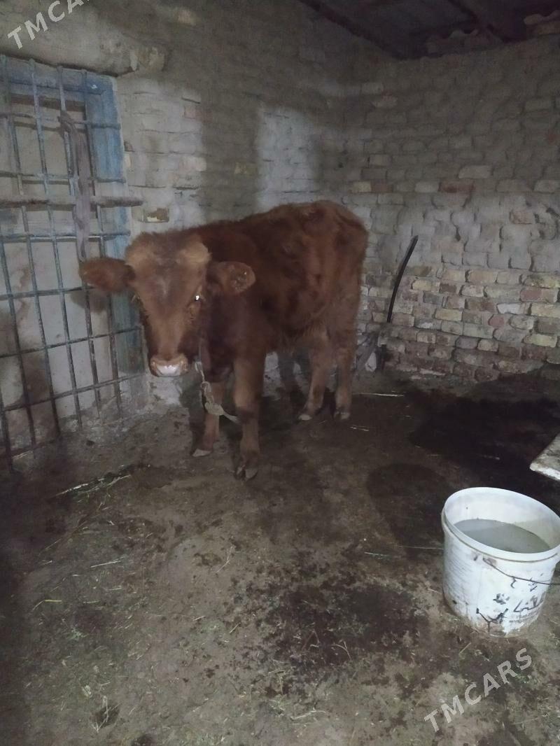 okuzce - Mary - img 3