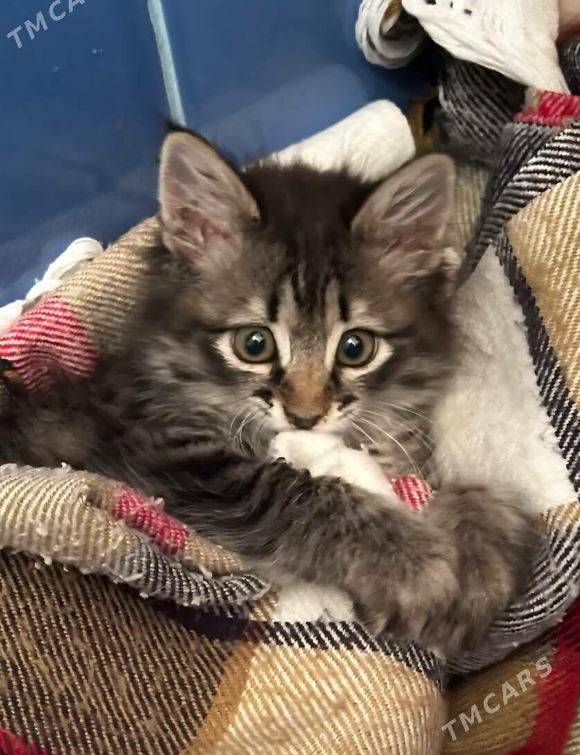 котёнок в добрые руки - Aşgabat - img 1