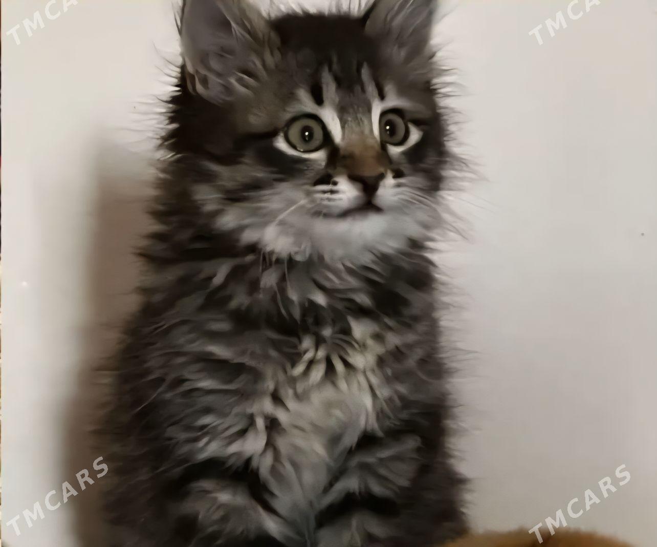 котёнок в добрые руки - Aşgabat - img 5