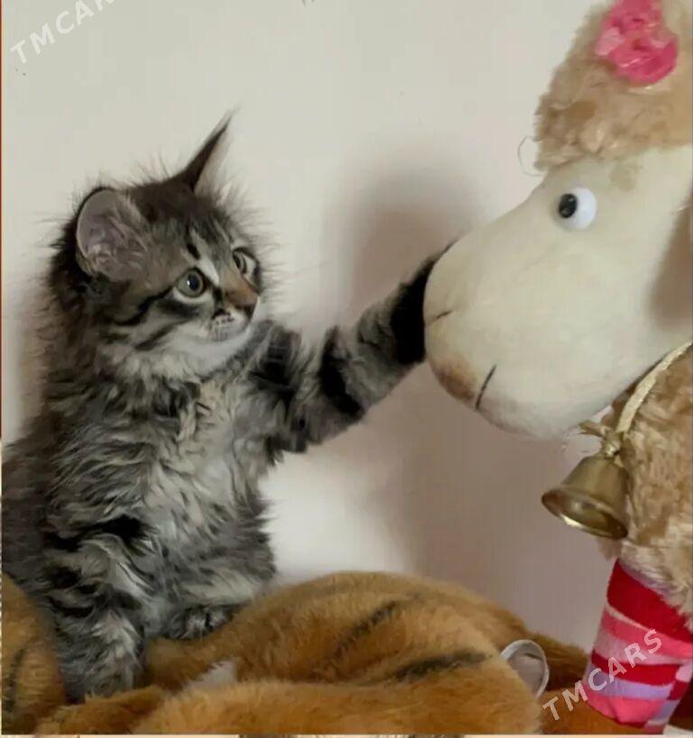 котёнок в добрые руки - Aşgabat - img 2