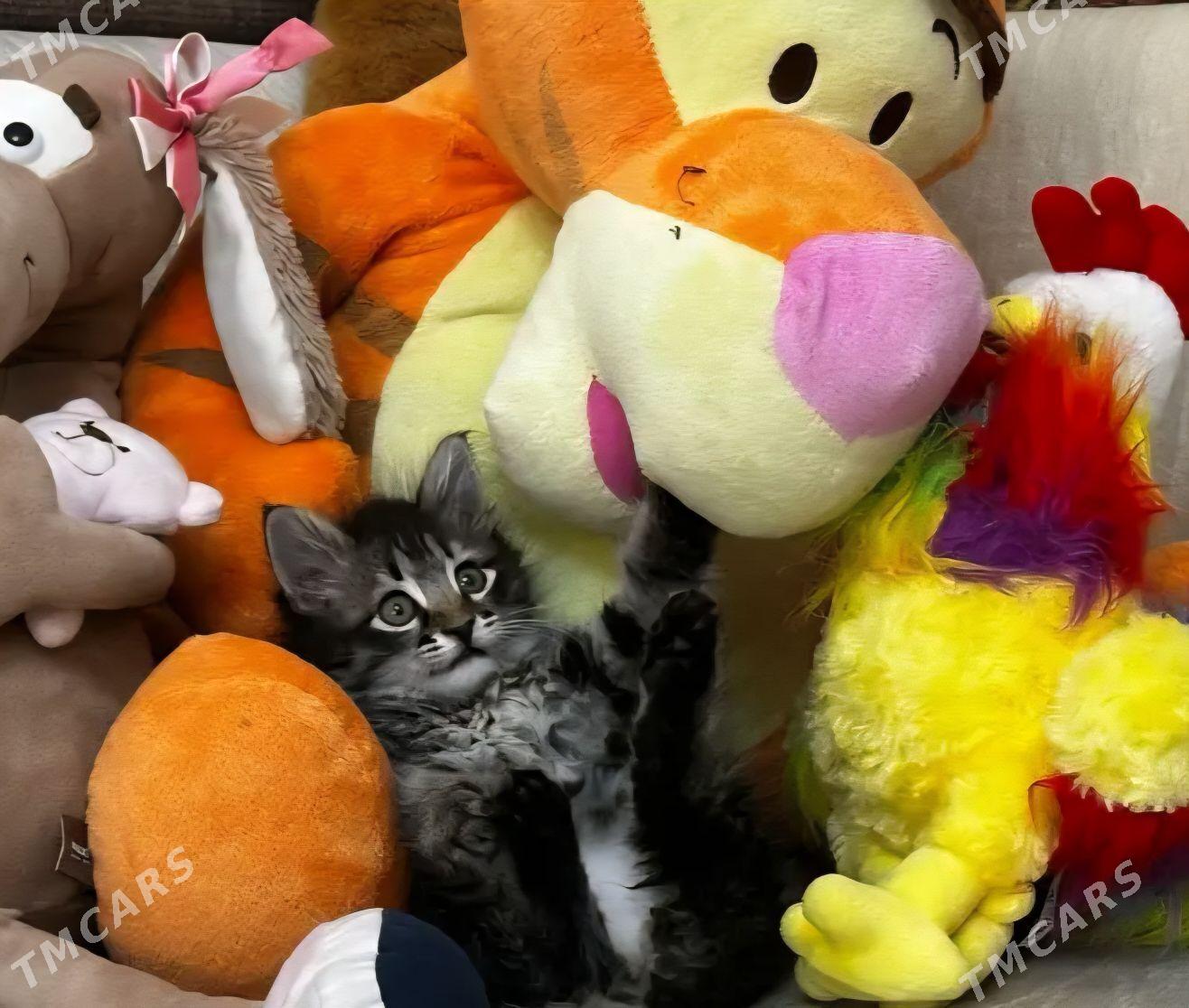 котёнок в добрые руки - Aşgabat - img 4