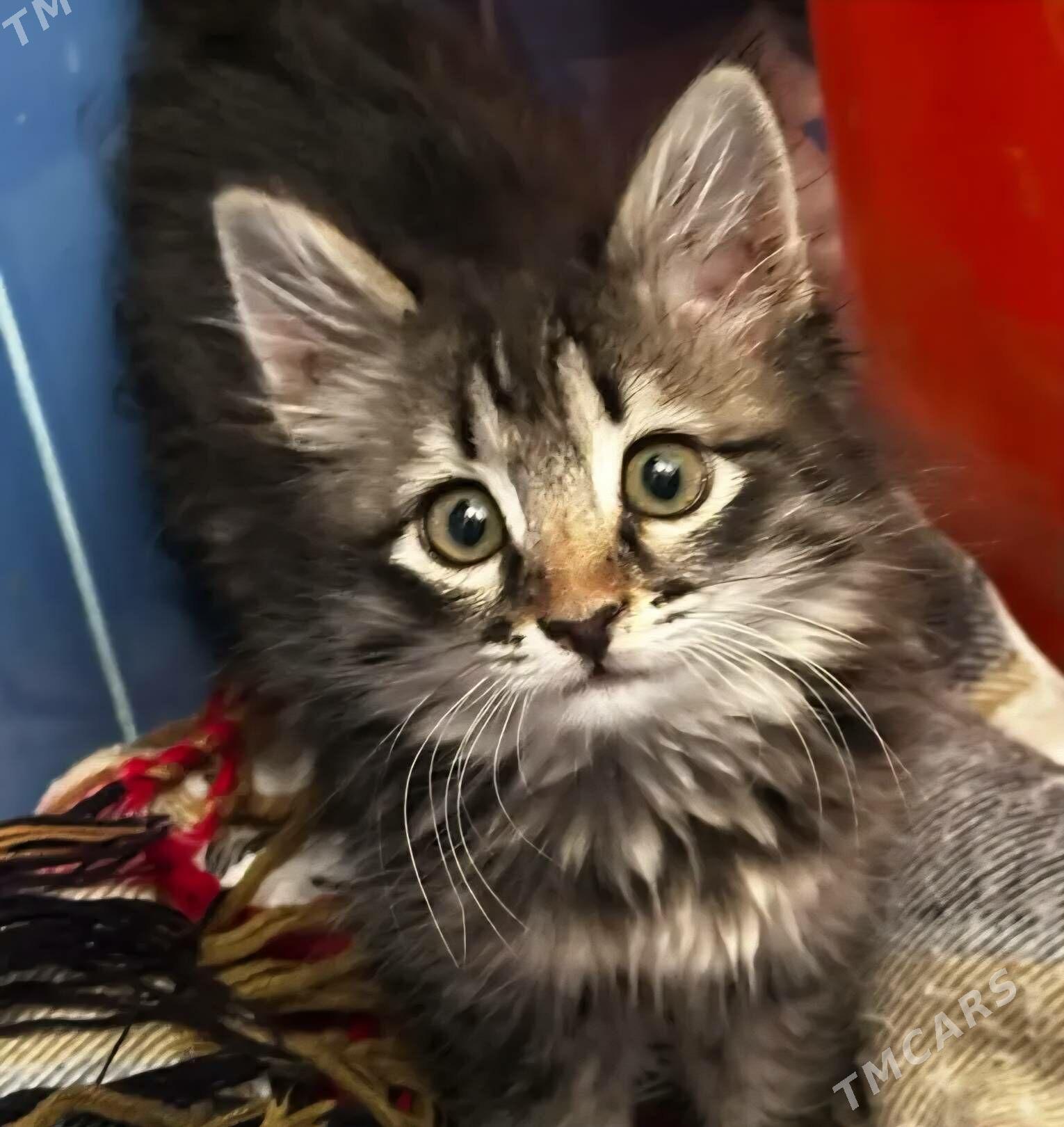 котёнок в добрые руки - Aşgabat - img 3