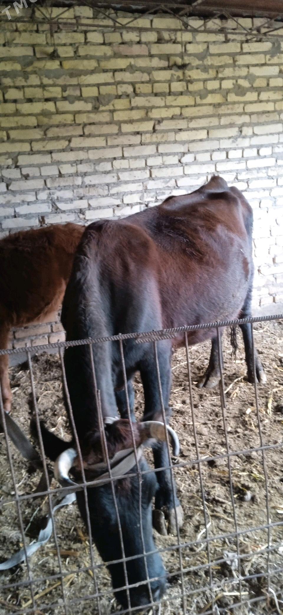 ojekli inak - Çärjew - img 3