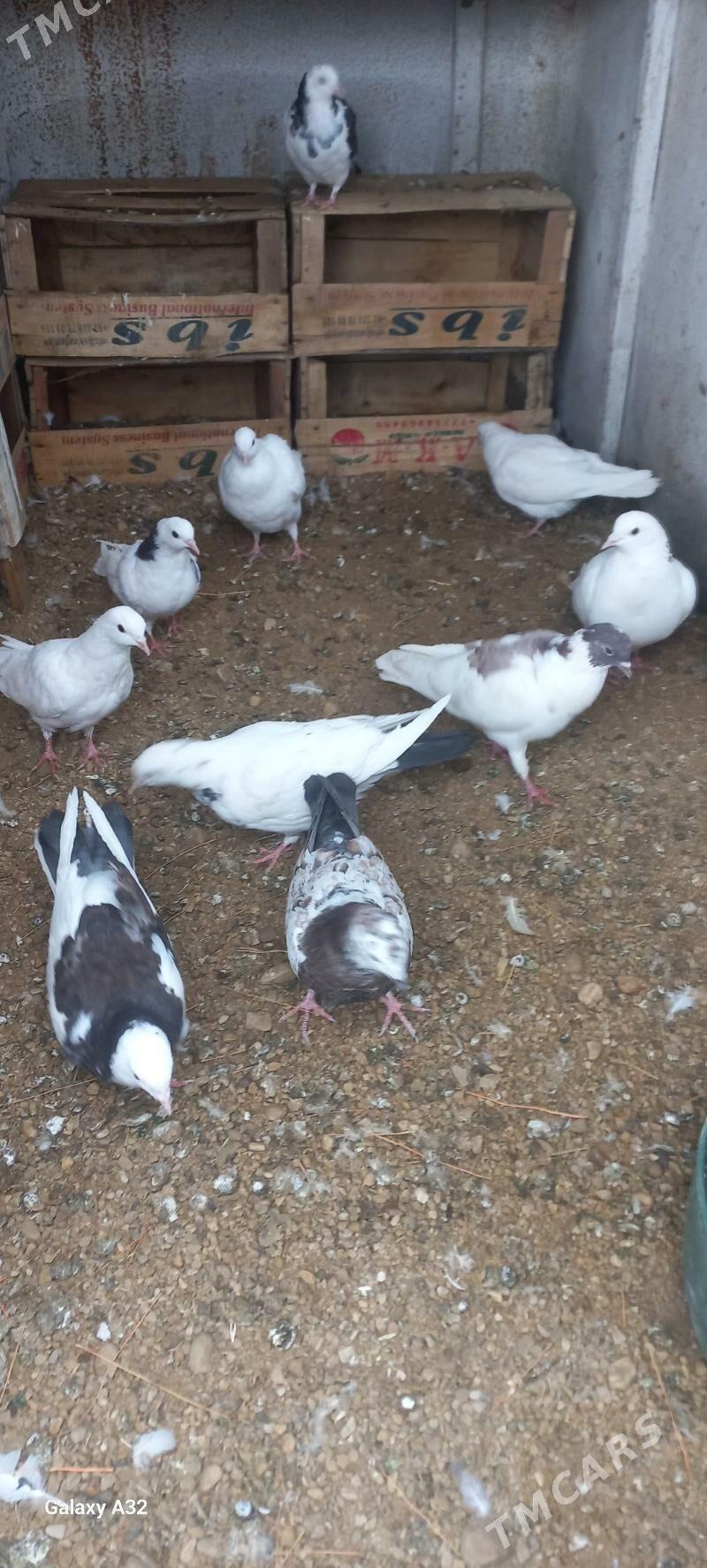 kepder - Балканабат - img 2