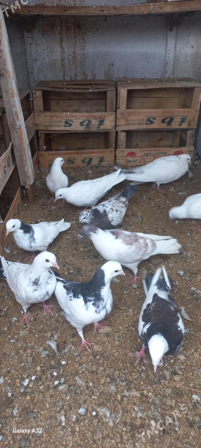 kepder - Балканабат - img 3