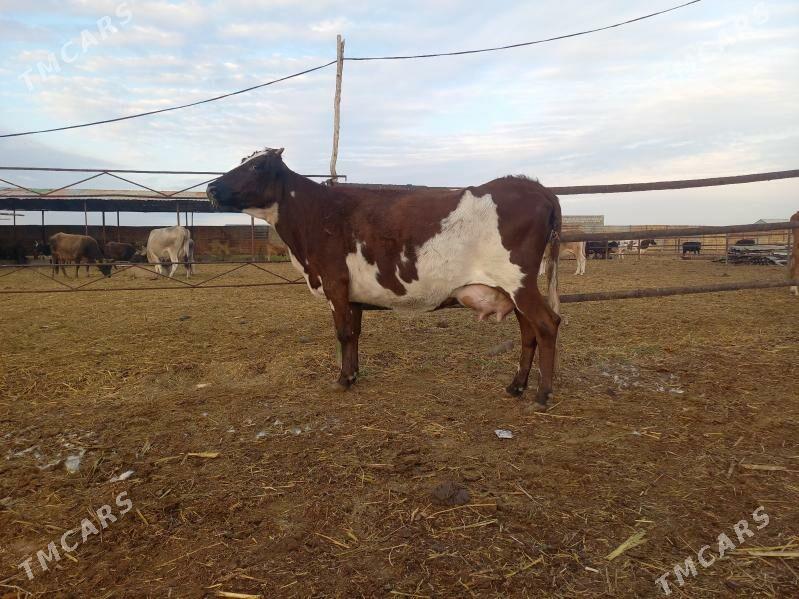 göleli. - Векильбазар - img 5