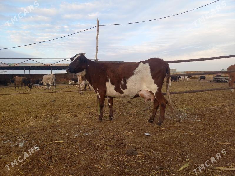 göleli. - Векильбазар - img 6