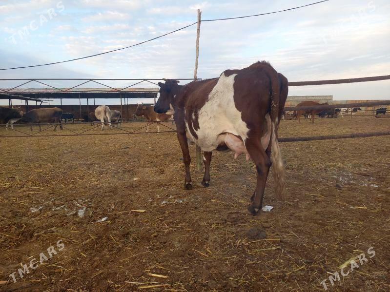 göleli. - Векильбазар - img 3