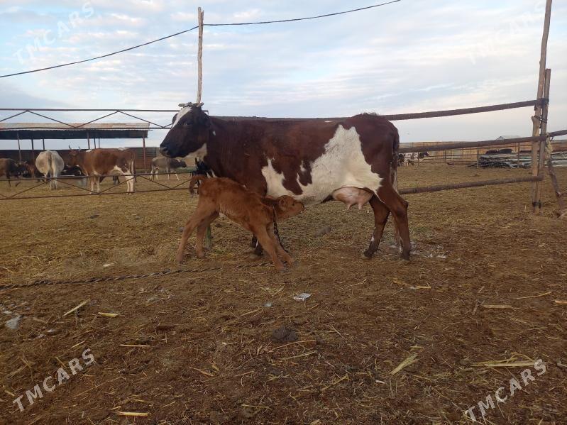 göleli. - Векильбазар - img 1