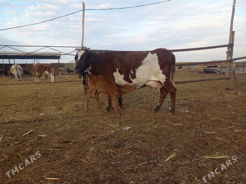 göleli. - Векильбазар - img 2