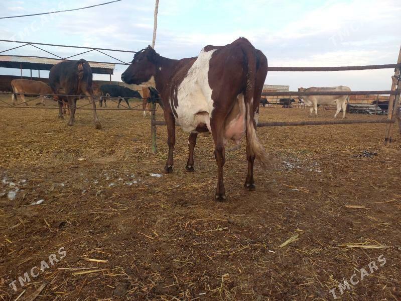 göleli. - Векильбазар - img 8