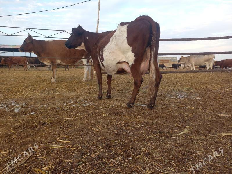 göleli. - Векильбазар - img 7