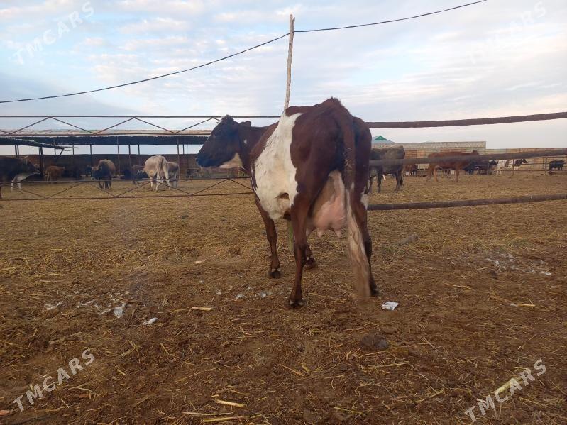 göleli. - Векильбазар - img 4