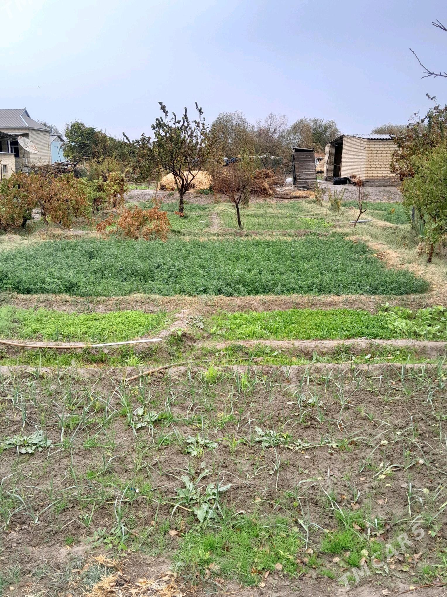 yorunca - Sakarçäge - img 1