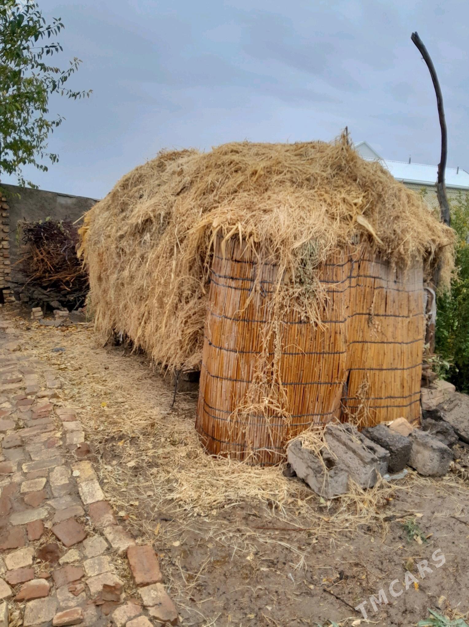 yorunca - Sakarçäge - img 3