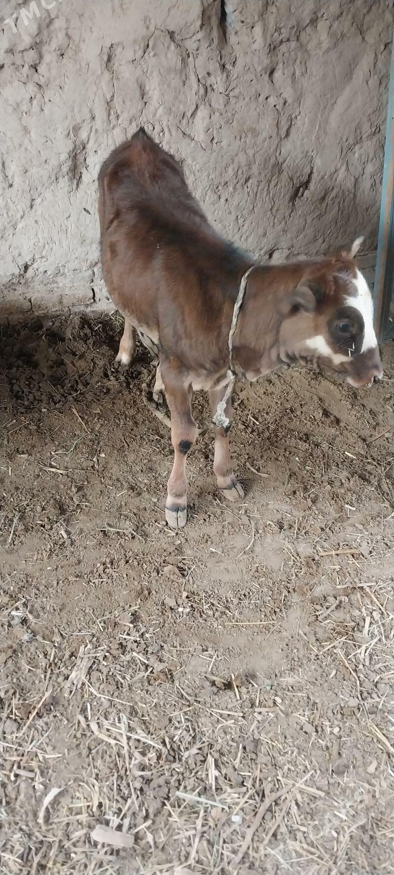 Sagynly Ojekli Sygyr - Halaç - img 6