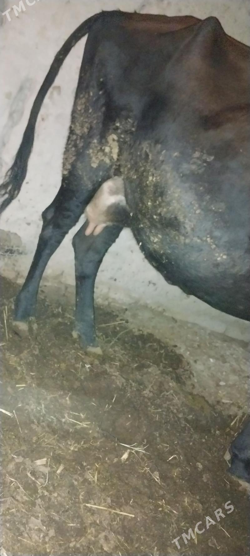 Sagynly Ojekli Sygyr - Halaç - img 3