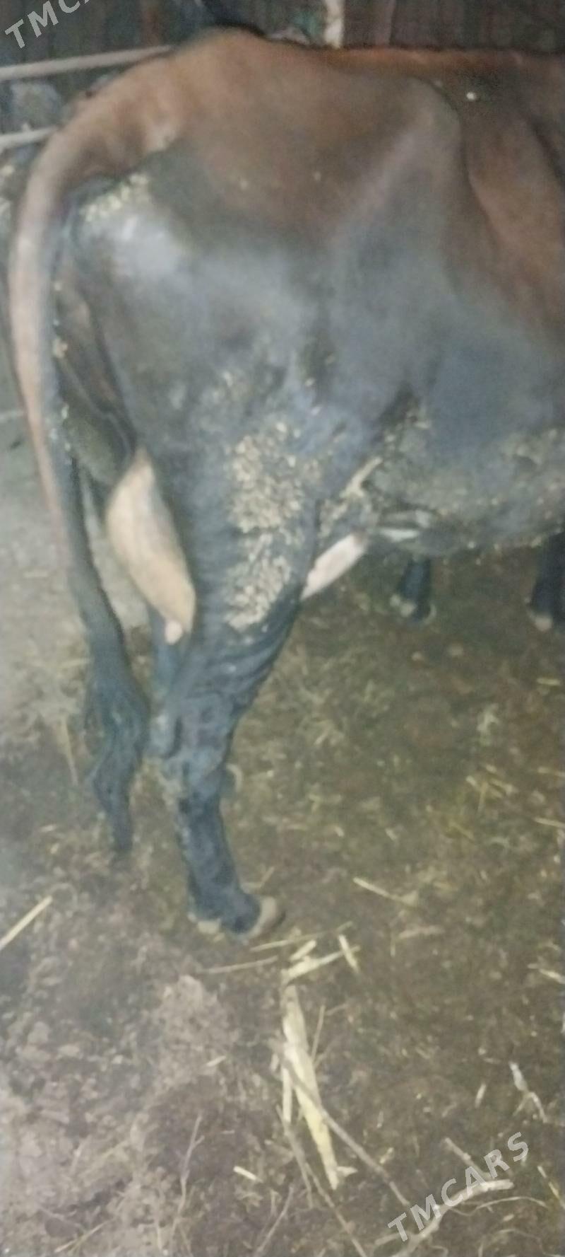 Sagynly Ojekli Sygyr - Halaç - img 4