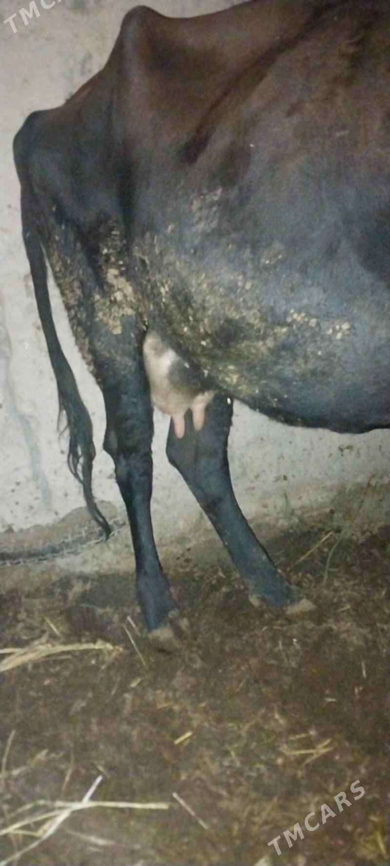 Sagynly Ojekli Sygyr - Halaç - img 2