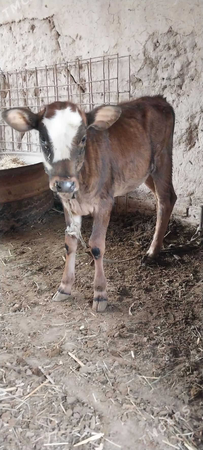 Sagynly Ojekli Sygyr - Halaç - img 5