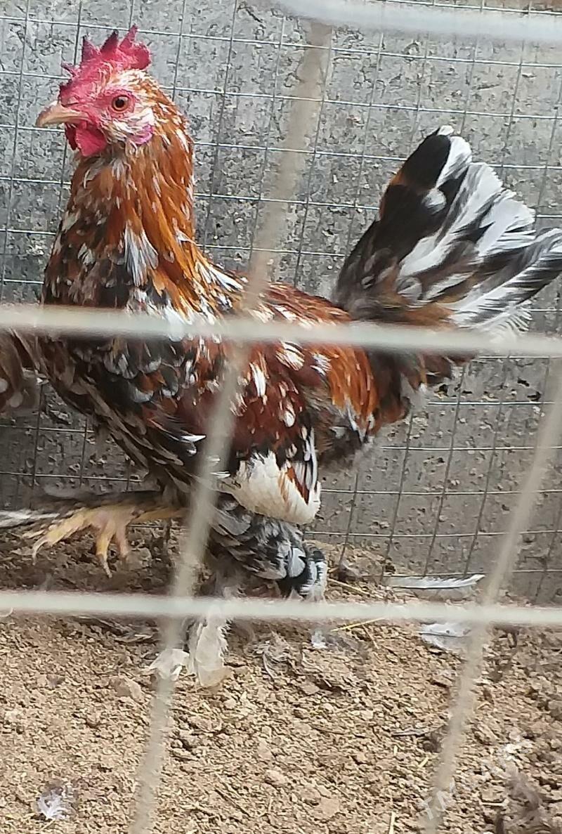 Karlik towuk - Туркменабат - img 1