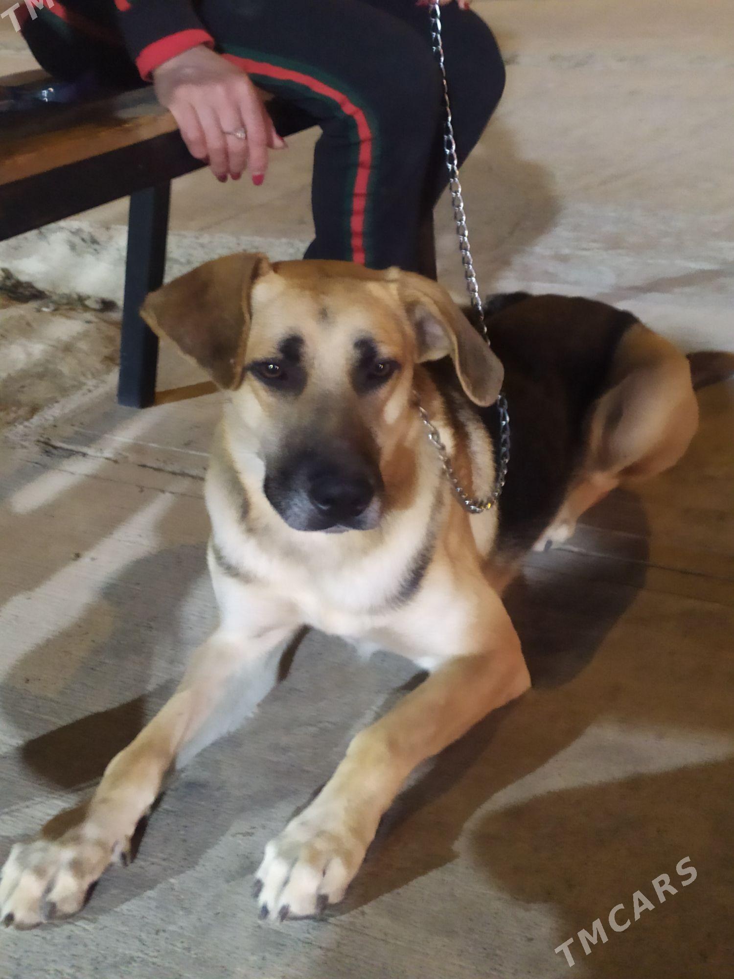 собака - Aşgabat - img 5