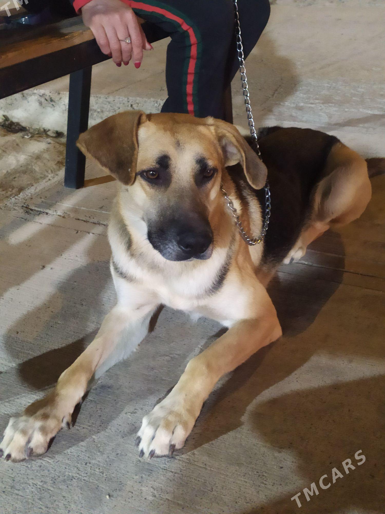 собака - Aşgabat - img 4