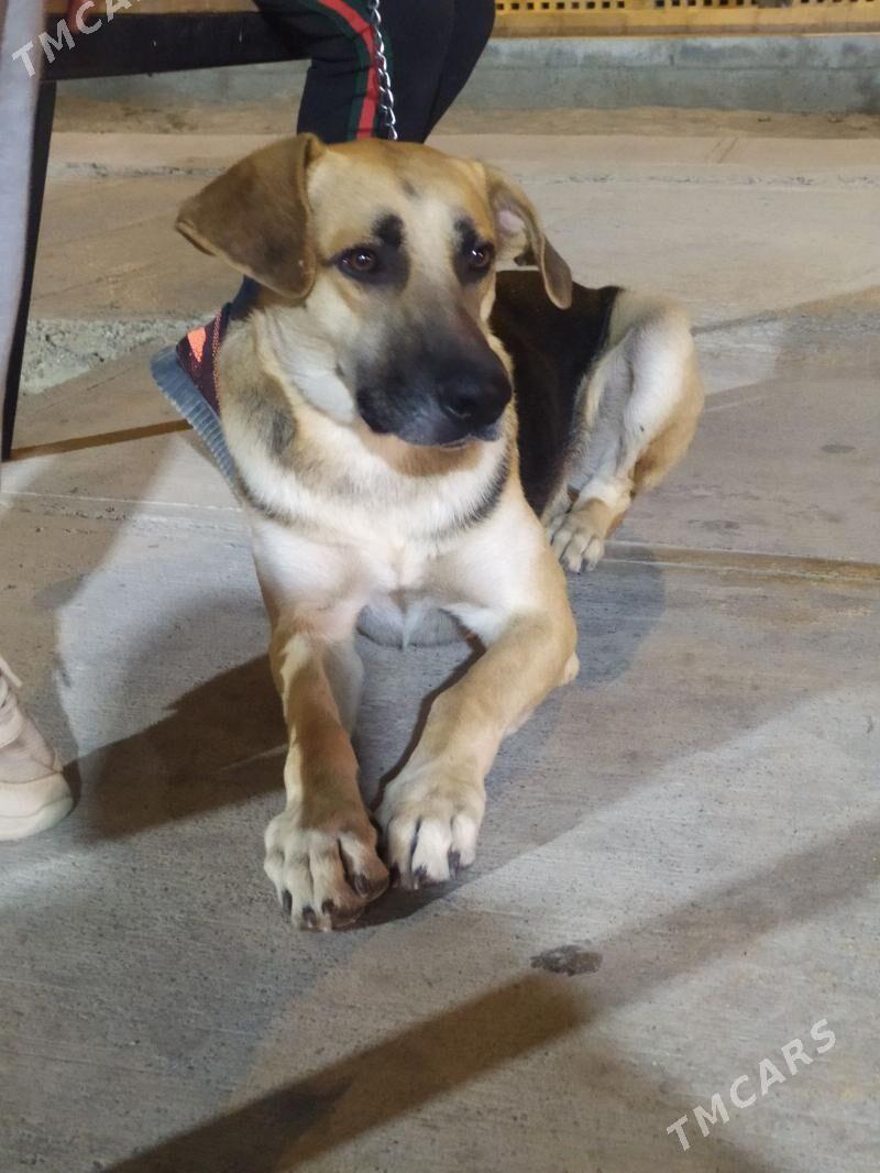 собака - Aşgabat - img 2