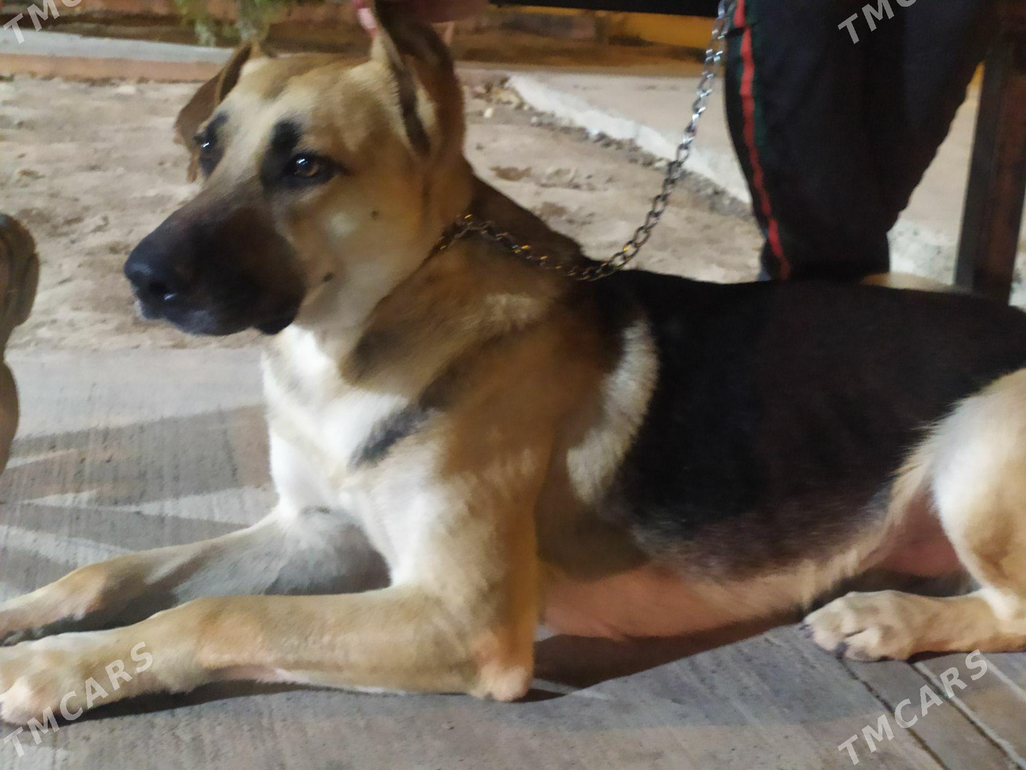 собака - Aşgabat - img 3