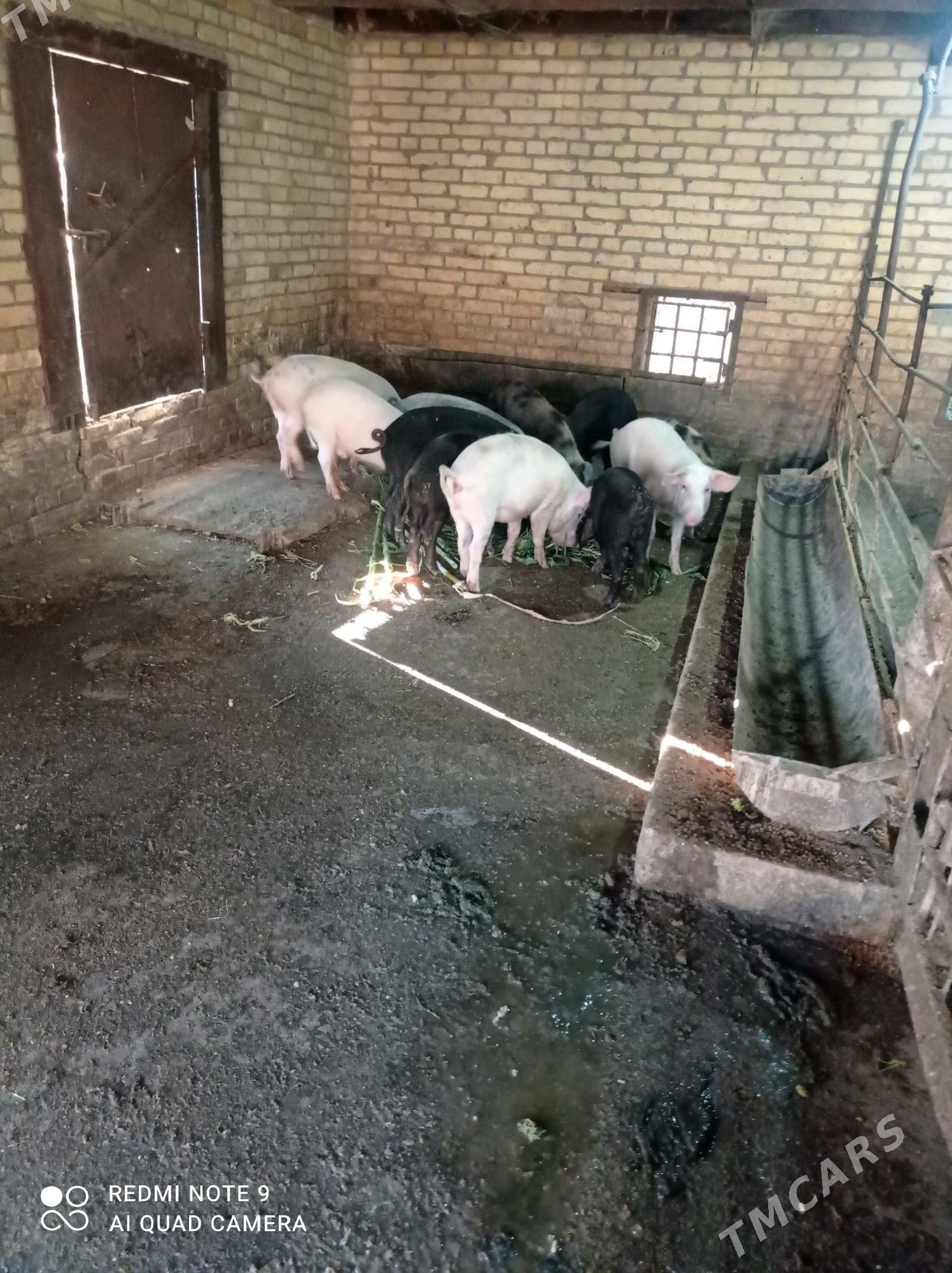 donuz - Türkmenabat - img 2