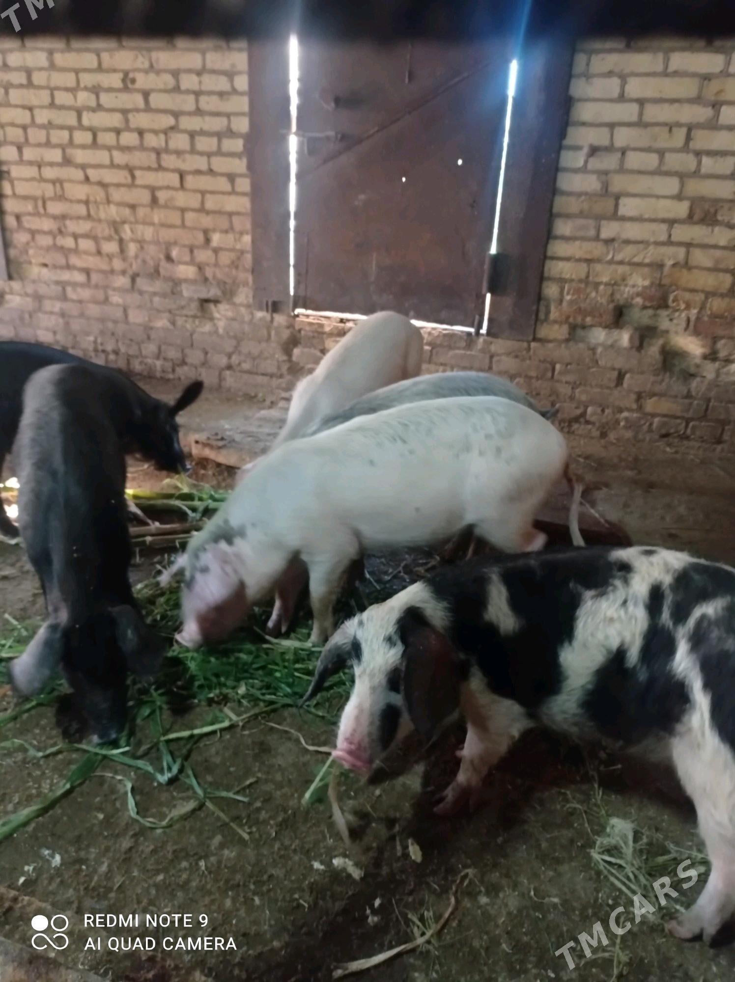 donuz - Türkmenabat - img 4