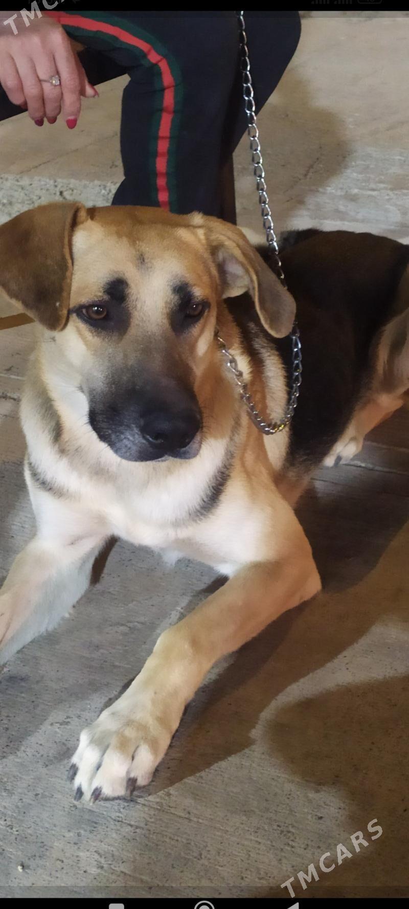 собака - Aşgabat - img 1