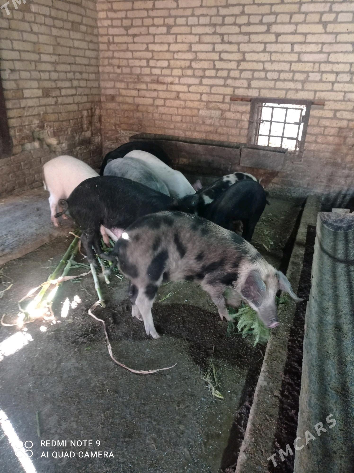 donuz - Türkmenabat - img 3