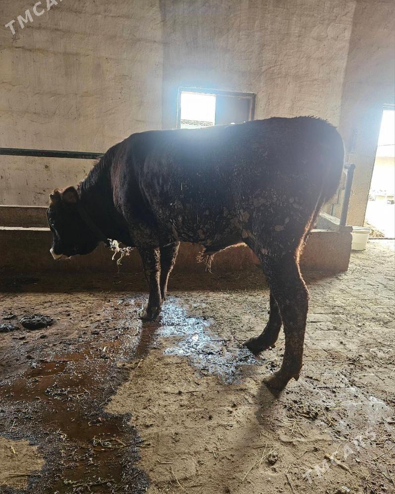 Okuz - Gökdepe - img 3