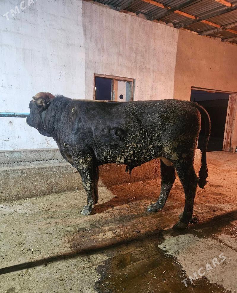 Okuz - Gökdepe - img 2