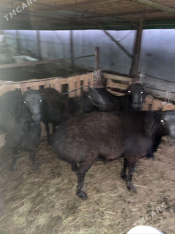 goch - Büzmeýin - img 1