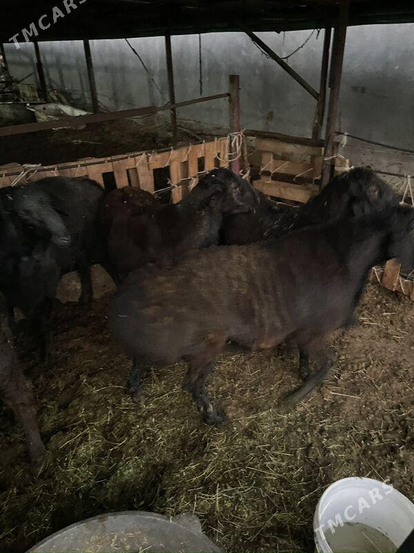 goch - Büzmeýin - img 2