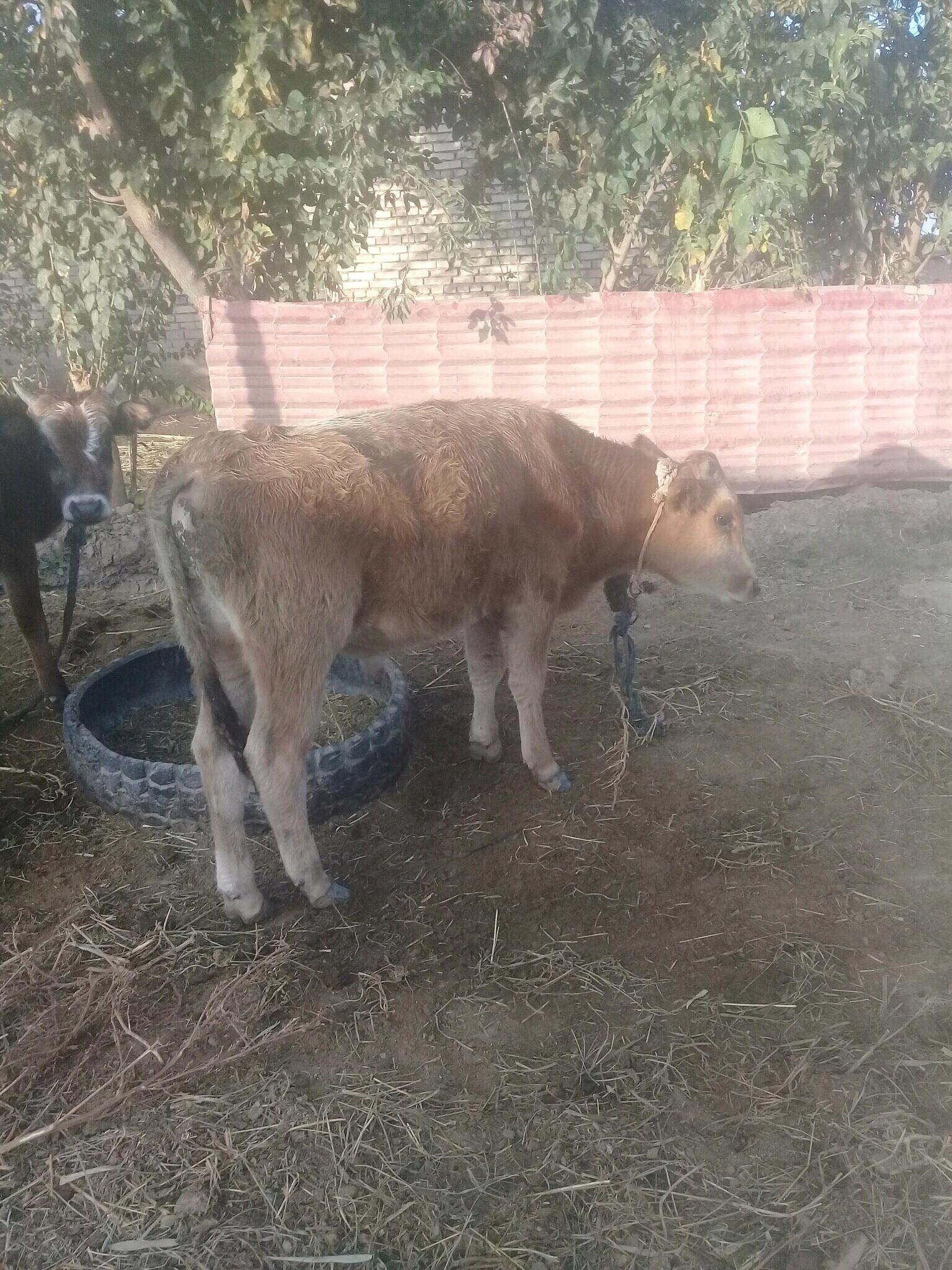 okuz - Babadaýhan - img 2