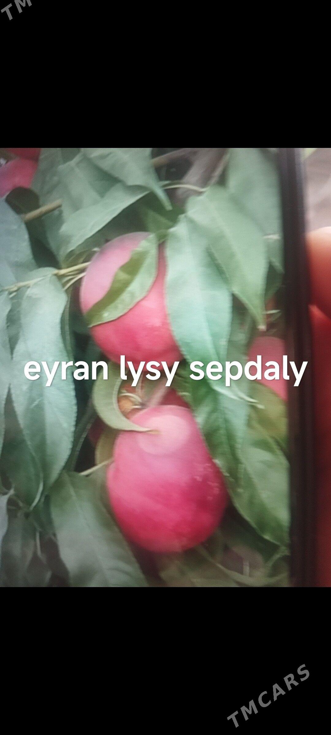 sapyk nahalllar - Sakar - img 5