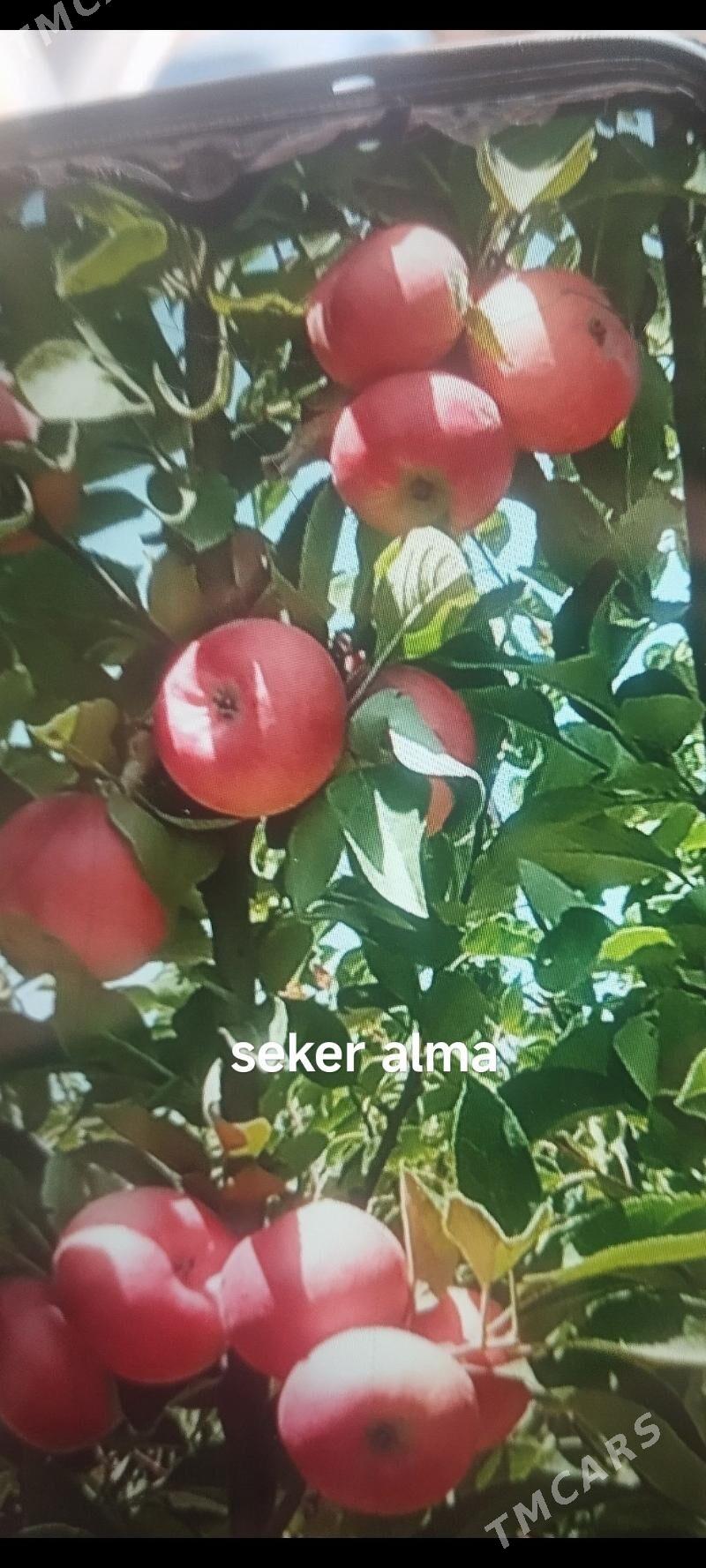 sapyk nahalllar - Sakar - img 2